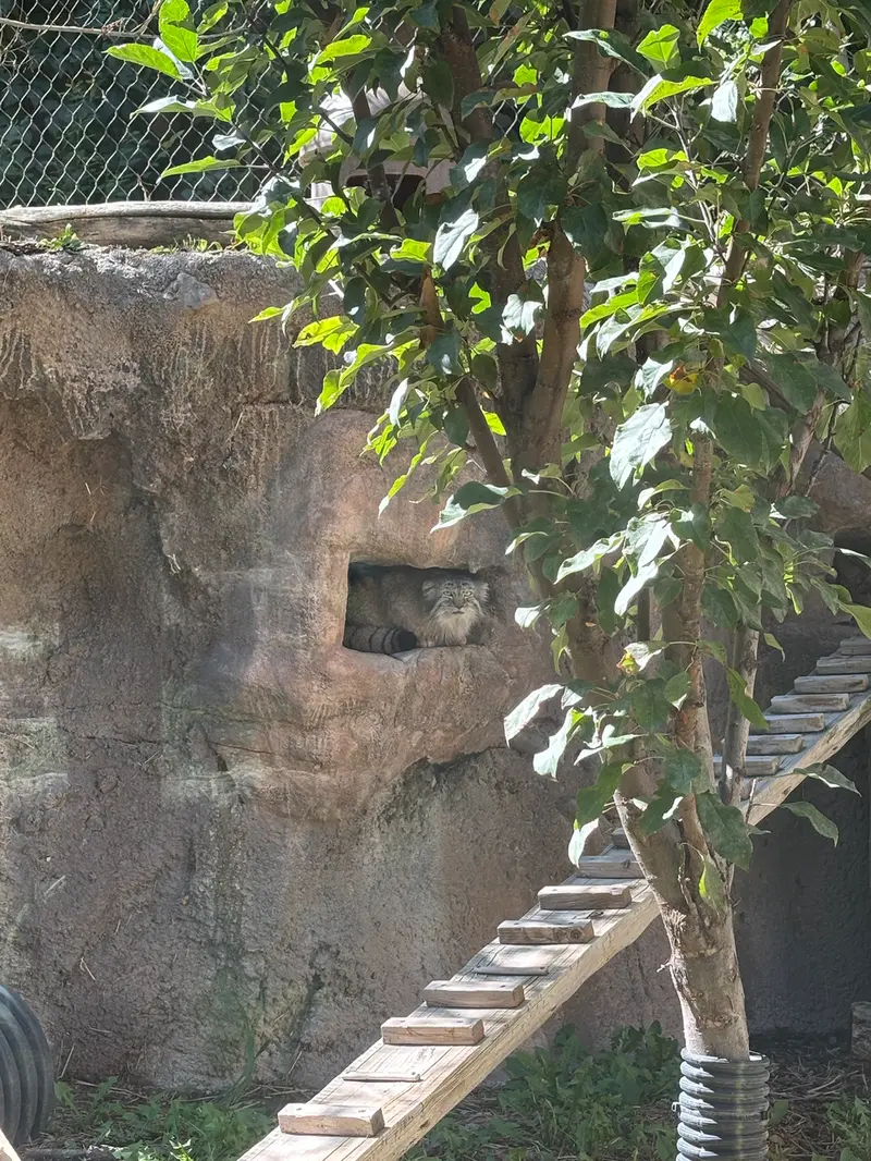 ユタ州ホグル動物園のフィラリスの写真