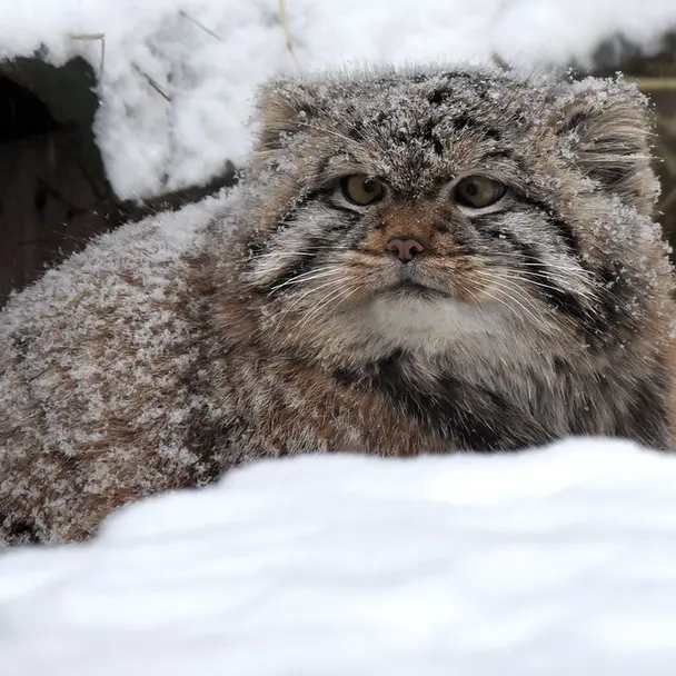 ノヴォシビルスク動物園のコソグラジクの写真