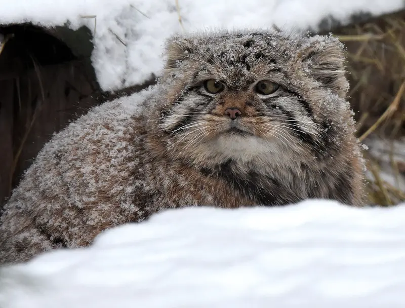 ノヴォシビルスク動物園のコソグラジクの写真