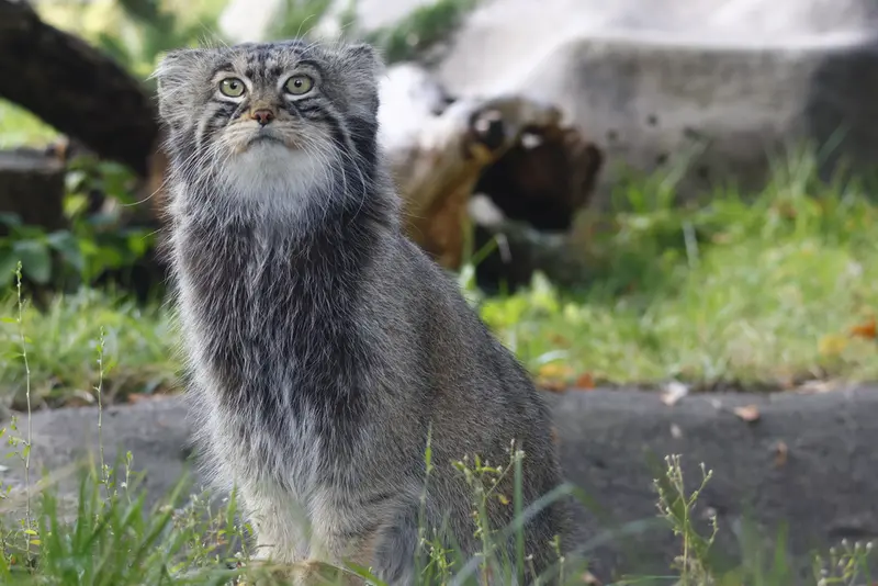 モスクワ動物園のティモフェイの写真