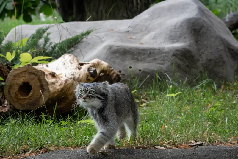 モスクワ動物園のティモフェイの写真
