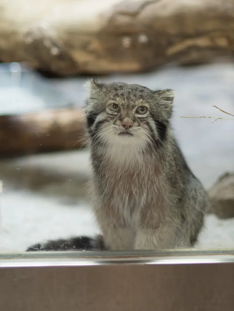 恩賜上野動物園のクリョンの写真