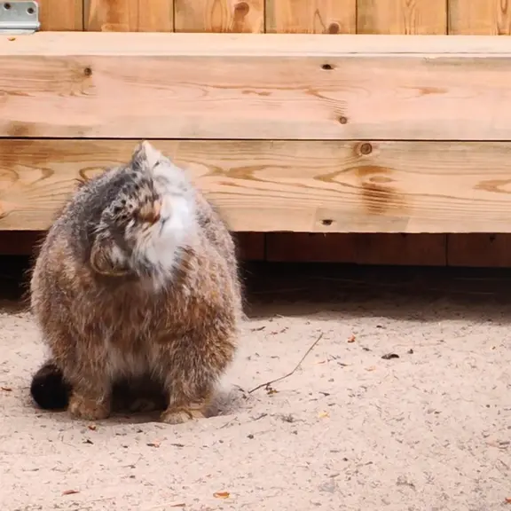 ノヴォシビルスク動物園のマヌルネコの写真