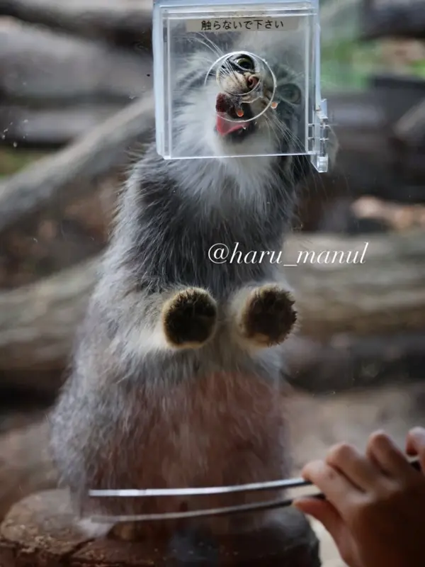 那須どうぶつ王国のアブリコースの写真