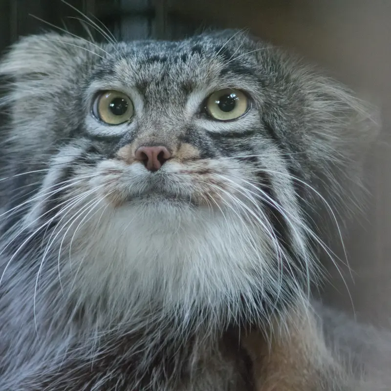 野毛山動物園のフィーガの写真