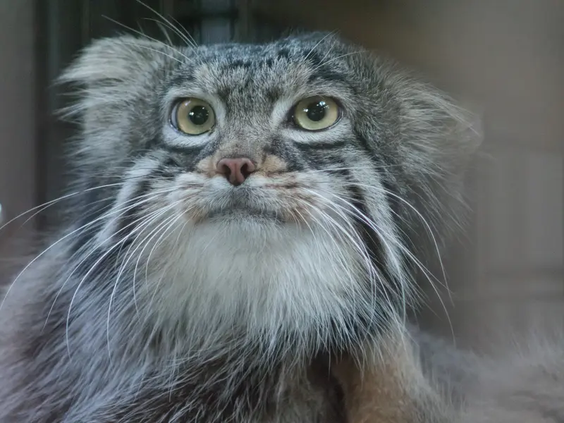野毛山動物園のフィーガの写真