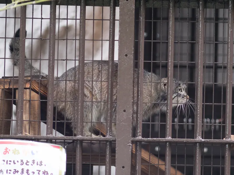 野毛山動物園のフィーガの写真