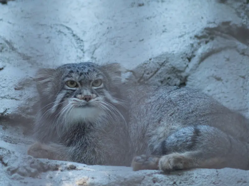 野毛山動物園のフィーガの写真