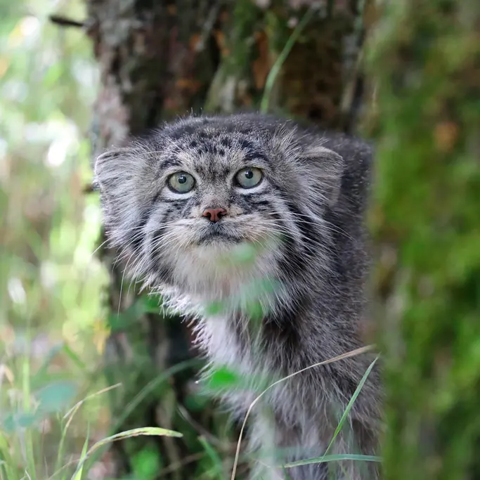 希少動物繁殖センターのイノケンティの写真
