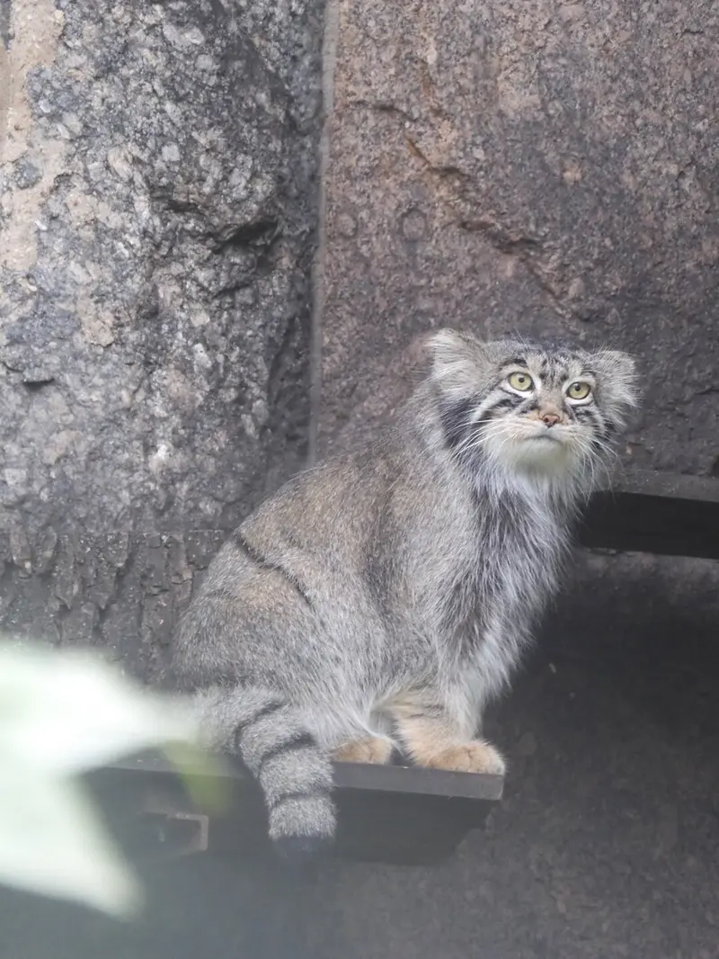 モスクワ動物園のティモフェイの写真
