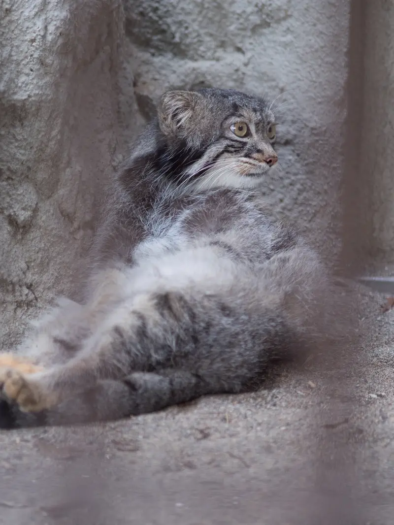 野毛山動物園のフィーガの写真