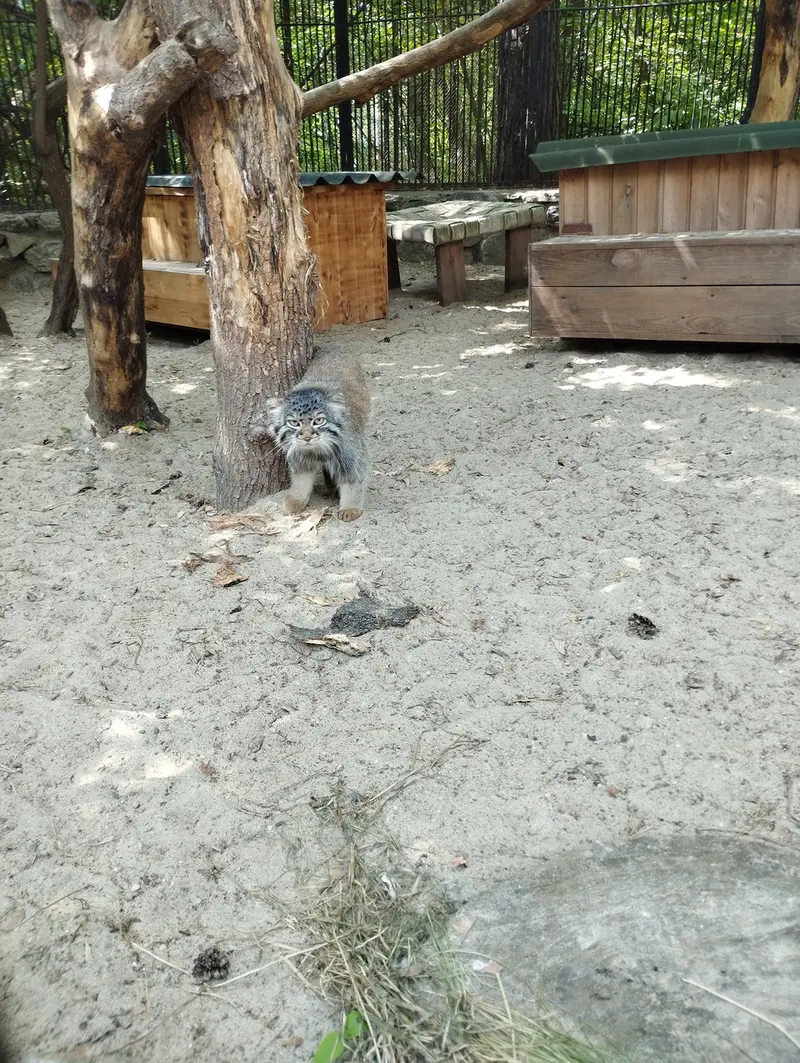 ノヴォシビルスク動物園のマヌルネコの写真