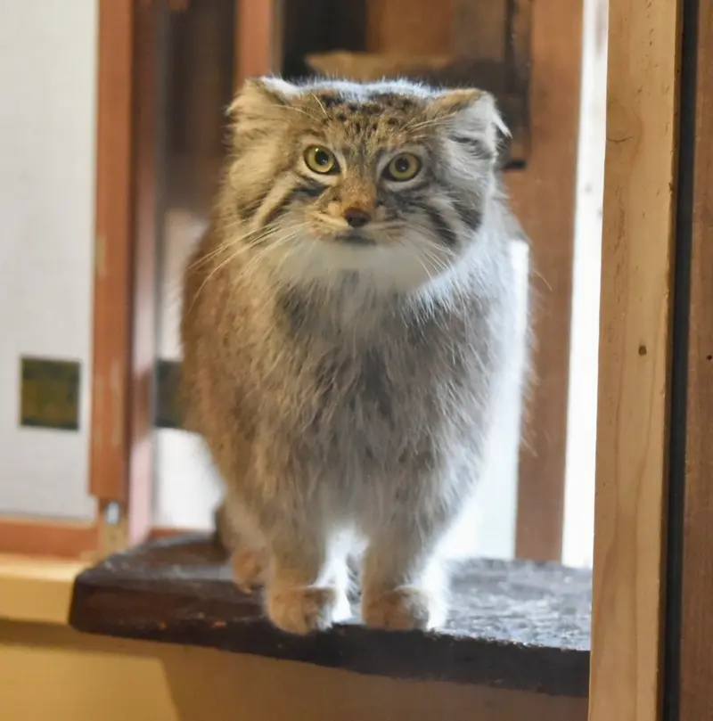 埼玉県こども動物自然公園のオリーヴァの写真