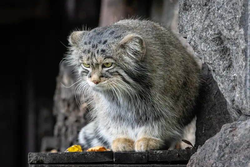 モスクワ動物園のティモフェイの写真