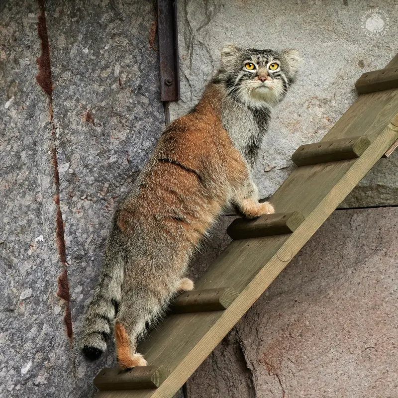 モスクワ動物園のティモフェイの写真