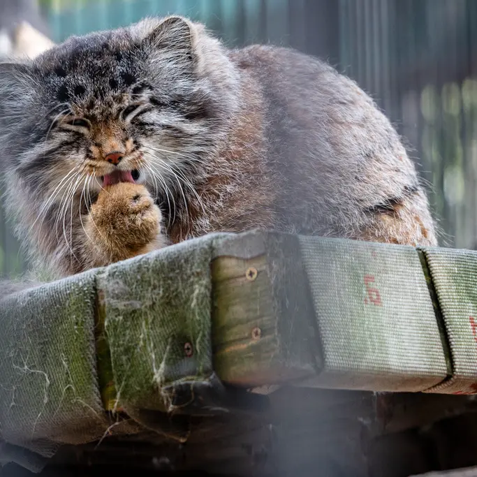 ノヴォシビルスク動物園のグレイの写真