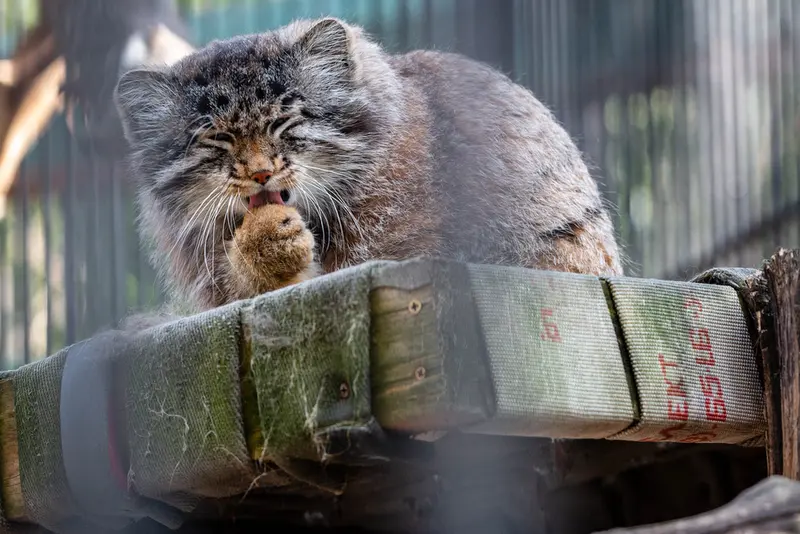 ノヴォシビルスク動物園のグレイの写真