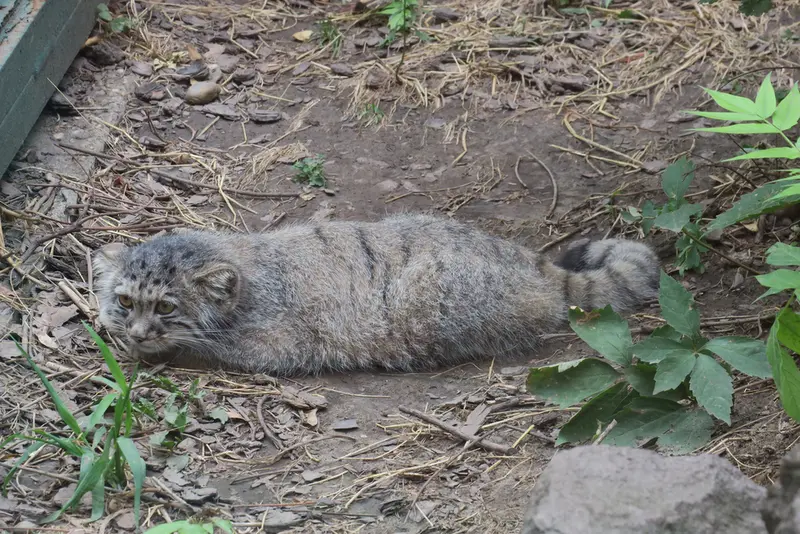 ブダペスト動物園・植物園のボリス Ⅱの写真