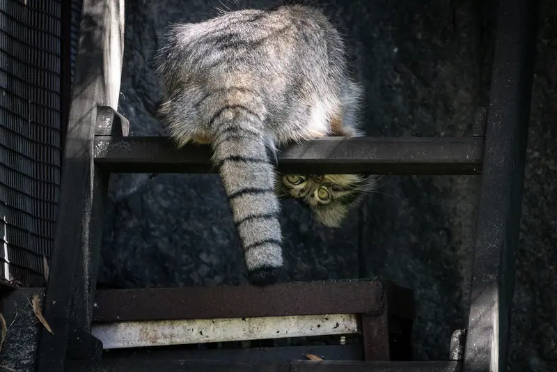 モスクワ動物園のティモフェイの写真
