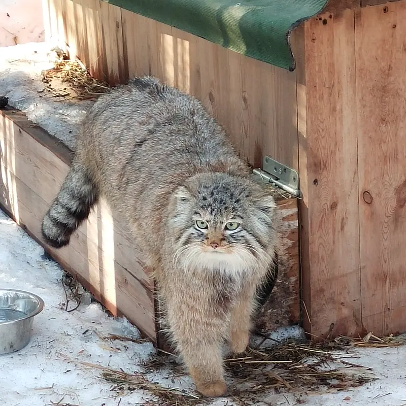 ノヴォシビルスク動物園のガビの写真