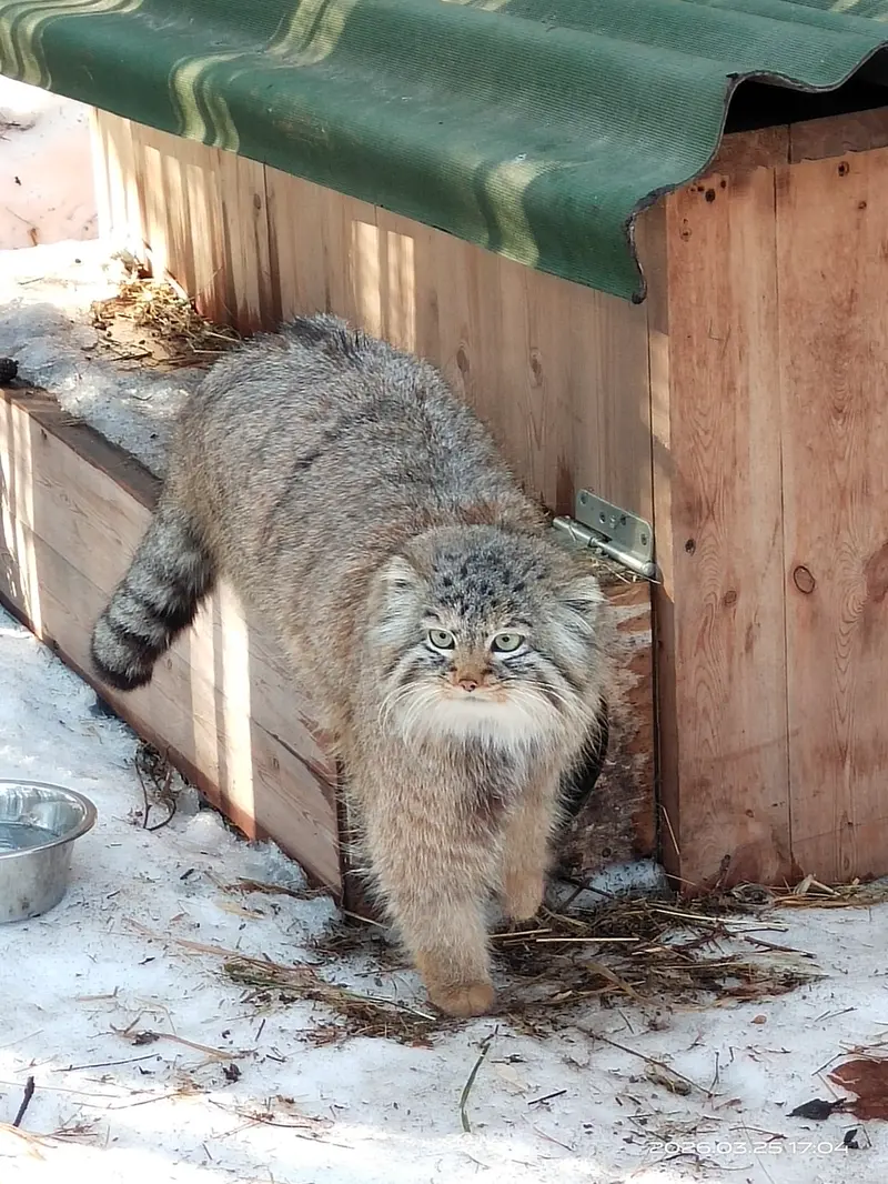 ノヴォシビルスク動物園のガビの写真