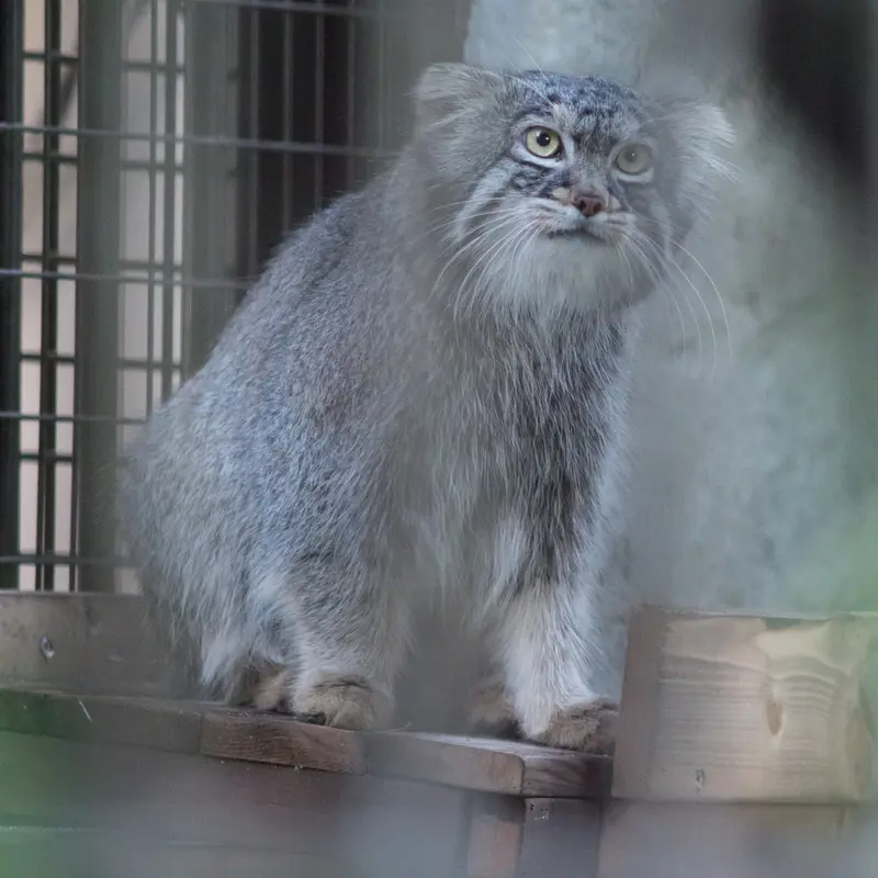 野毛山動物園のフィーガの写真