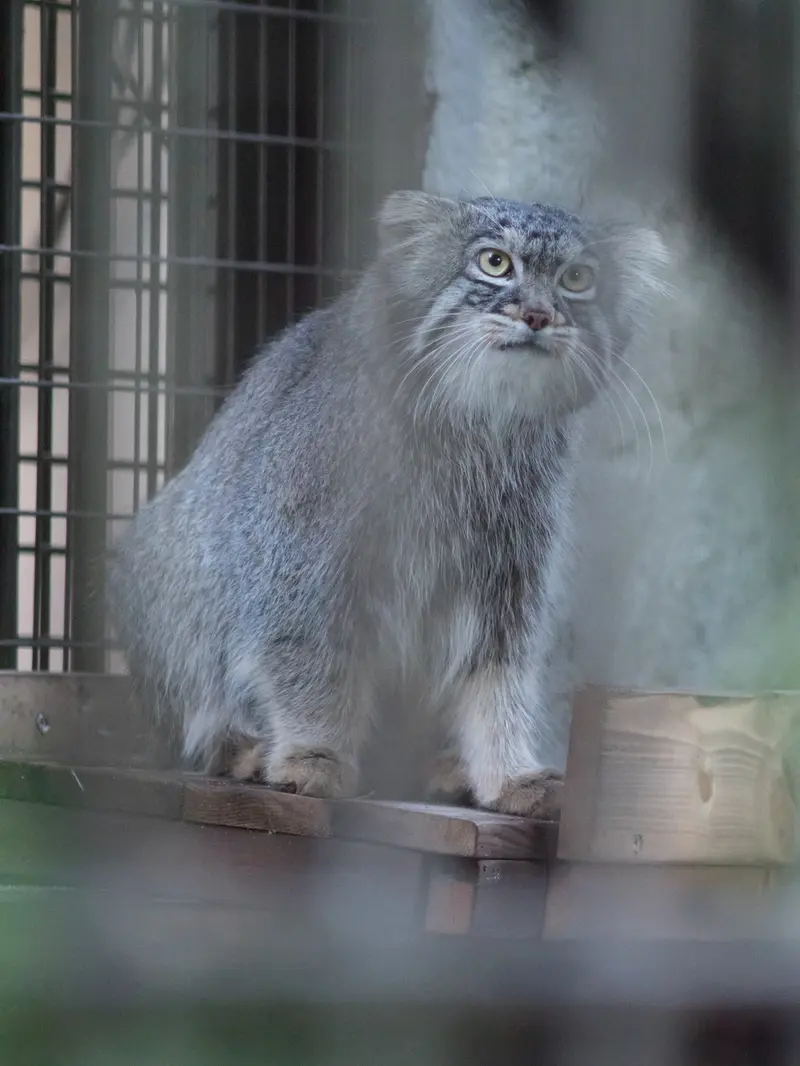 野毛山動物園のフィーガの写真