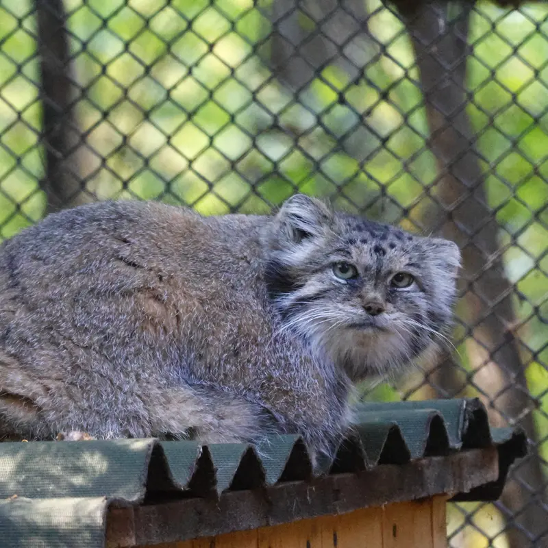 ノヴォシビルスク動物園のラストチカの写真
