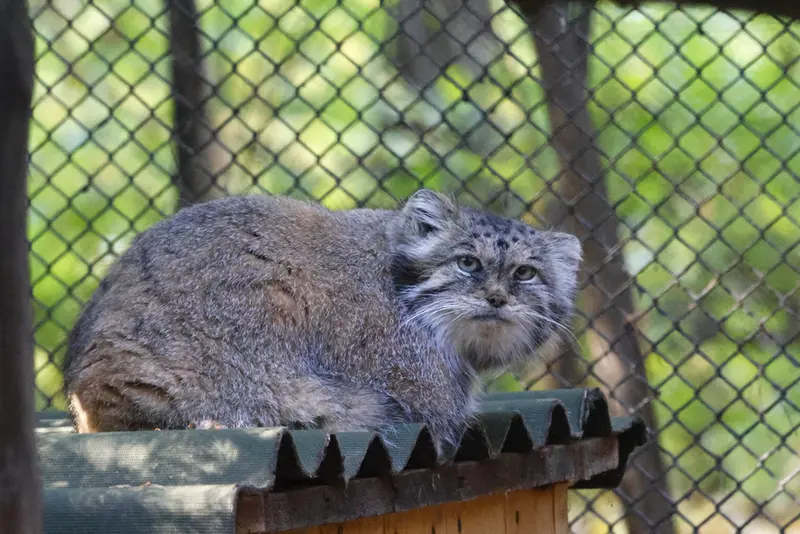 ノヴォシビルスク動物園のラストチカの写真