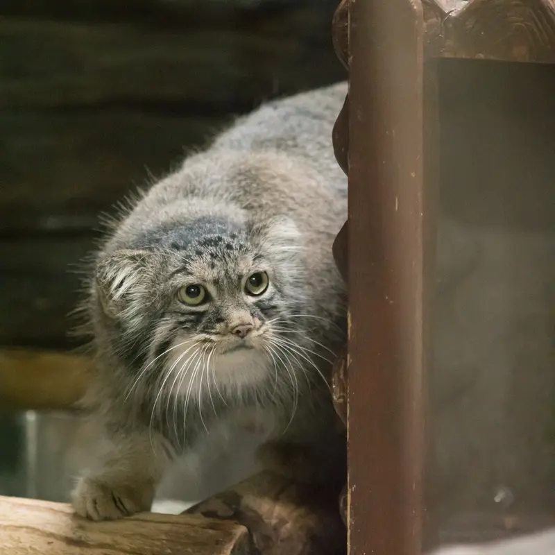 恩賜上野動物園のサフランの写真