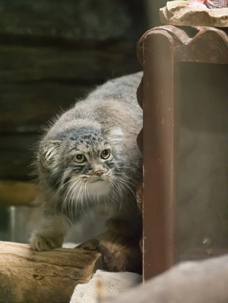 恩賜上野動物園のサフランの写真
