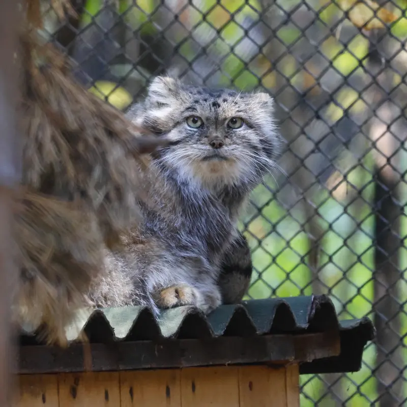 ノヴォシビルスク動物園のラストチカの写真