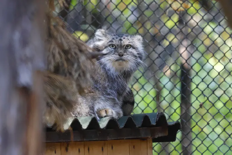 ノヴォシビルスク動物園のラストチカの写真