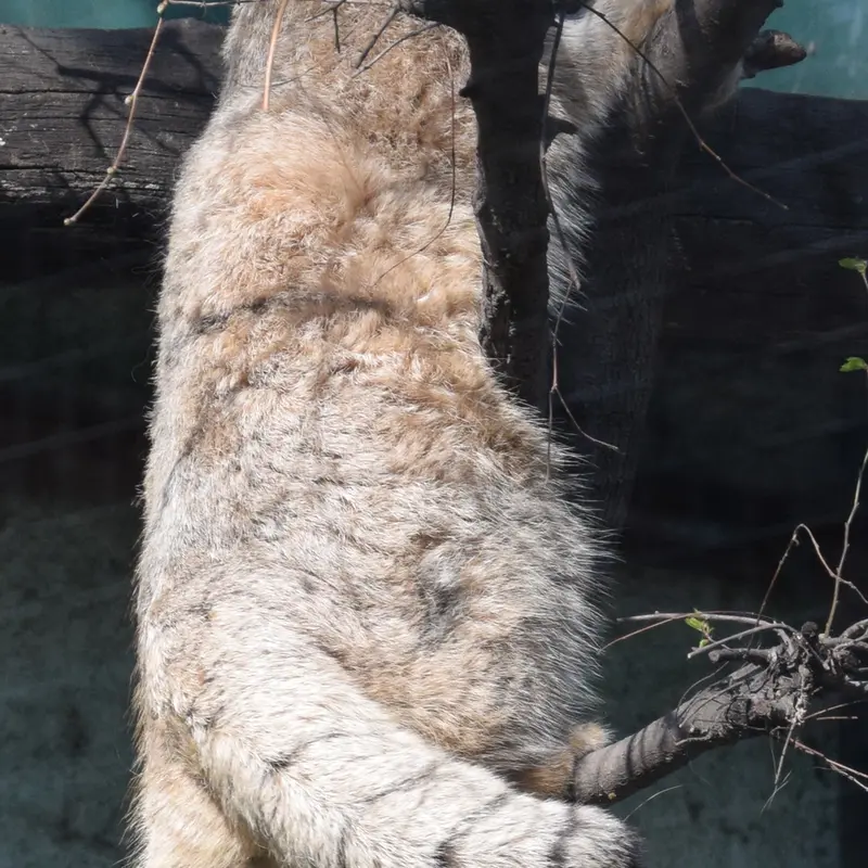ブダペスト動物園＆植物園のルーシーの写真