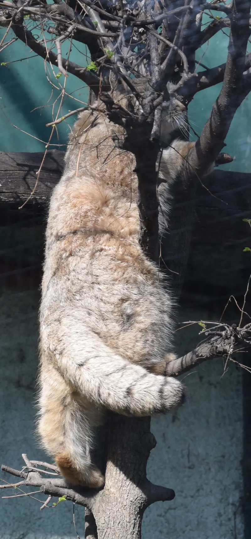 ブダペスト動物園＆植物園のルーシーの写真