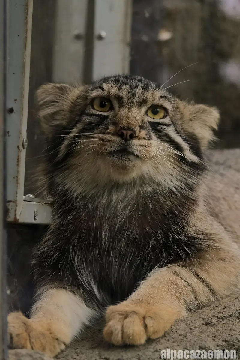 神戸どうぶつ王国のナゴムの写真