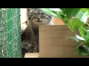 ビッグ・キャット・サンクチュアリのシヴァ、トゥーラとアドゥヴァの動画