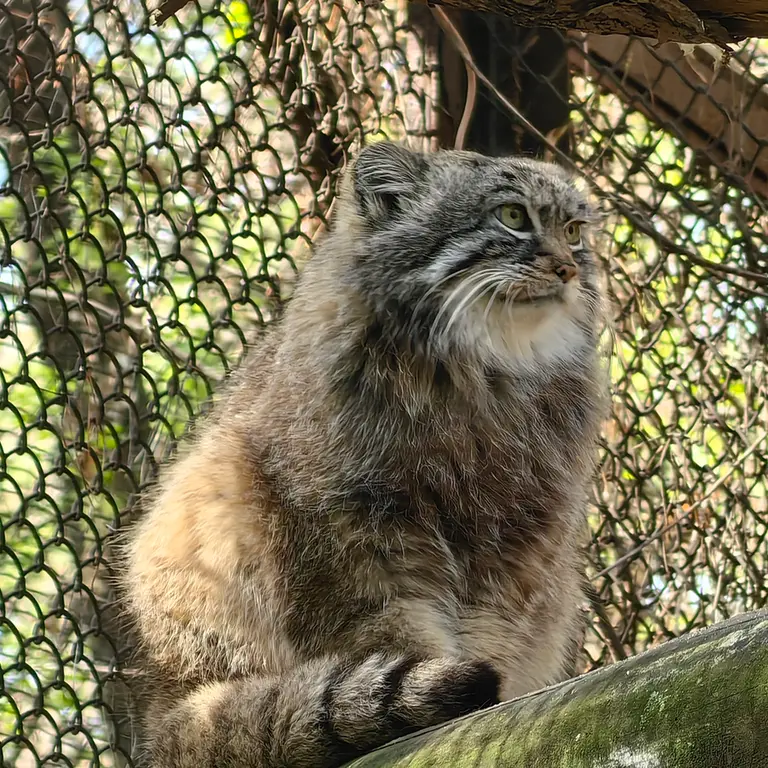 ノヴォシビルスク動物園のルフの写真