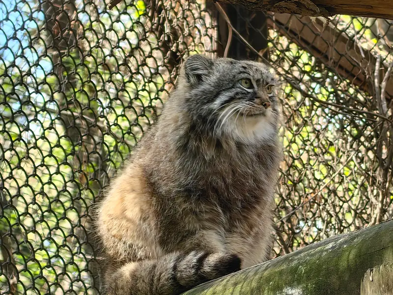 ノヴォシビルスク動物園のルフの写真