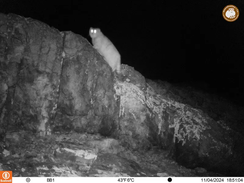 アクタス＝クンコラ［新］カメラトラップで撮影したOtocolobus manul manulの写真