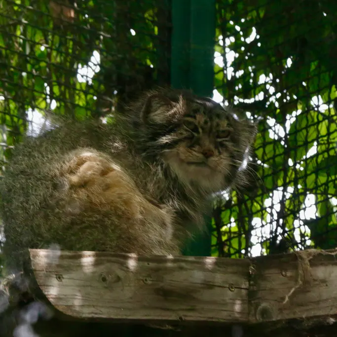 ブダペスト動物園＆植物園のボフスの写真