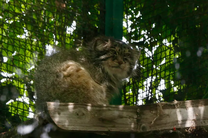 ブダペスト動物園・植物園のボフスの写真
