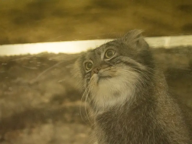 恩賜上野動物園のフィーガの写真
