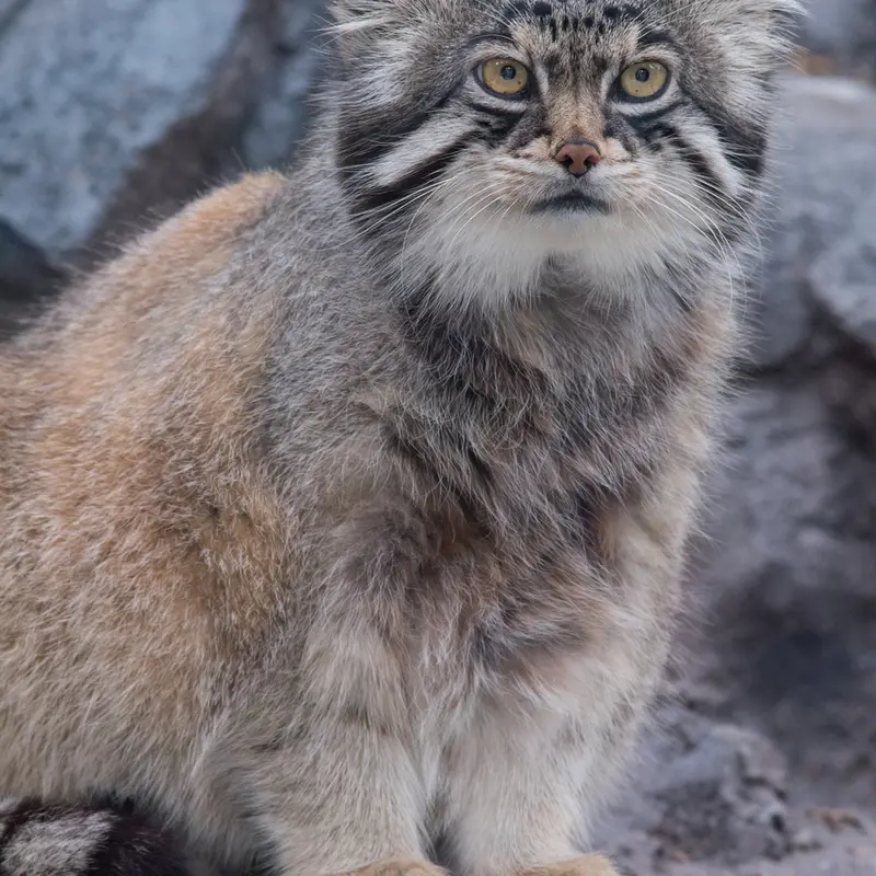 旭山動物園のグルーシャの写真