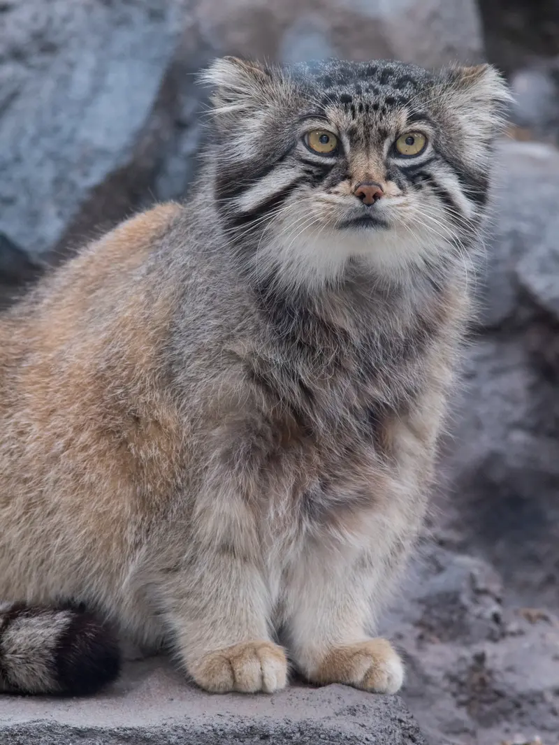 旭山動物園のグルーシャの写真