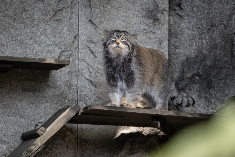 モスクワ動物園のティモフェイの写真