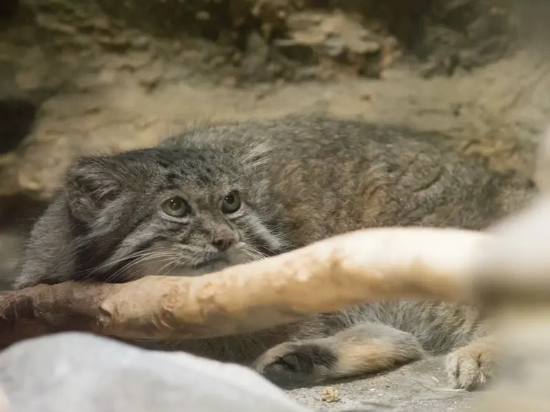 恩賜上野動物園のクリョンの写真