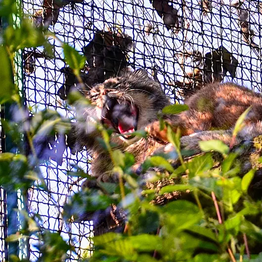ブダペスト動物園・植物園のボフスの写真