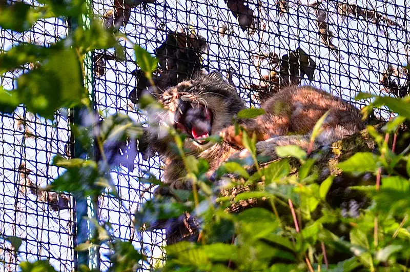 ブダペスト動物園・植物園のボフスの写真