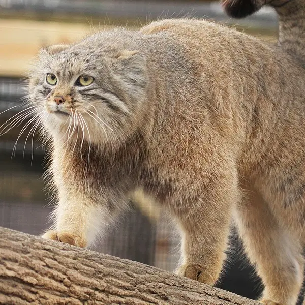 ビンガムトン動物園（ロス・パーク）のルビーの写真